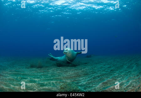 Mediterranean Monk Seal (Monachus monachus) juvenile female hunting, Areias, Deserta Grande, Desertas Islands, Madeira, Portugal, August 2009 Stock Photo