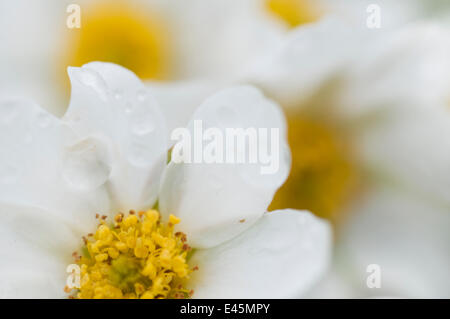Narcissus-flowered anemone (Anemone narcissiflora) flowers, Liechtenstein, June 2009 Stock Photo