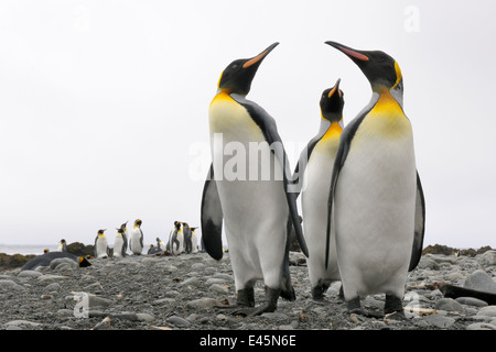 Three King Penguins (Aptenodytes patagonicus) standing on a pebble beach, close-up in the Sub Antarctic waters, Macquarie Island Stock Photo