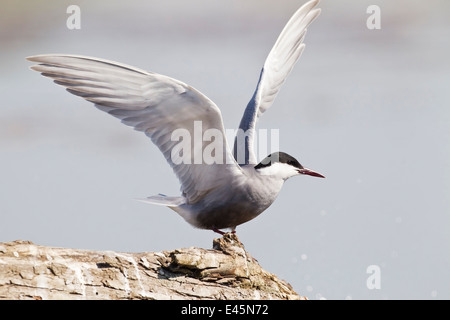 whiskered tern (Chlidonias hybrida) adult summer standing on branch of wood with wings raised, Hortobagy, Hungary Stock Photo