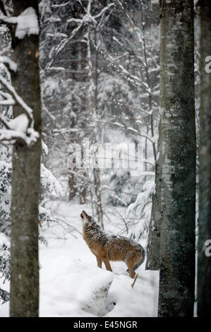 European grey wolf (Canis lupus) howling  in snow covered forest, captive. Bayerischerwald National Park, Germany. Stock Photo
