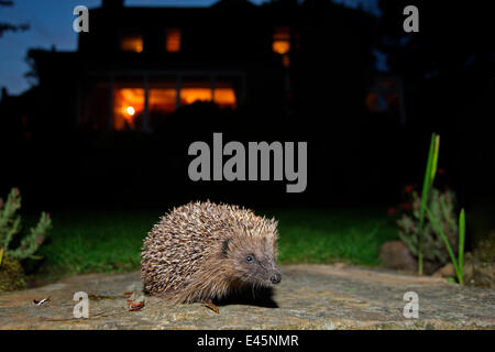 Hedgehog (Erinaceus europaeus) released adult in garden at night, with house in background, Peak District, England, UK Stock Photo