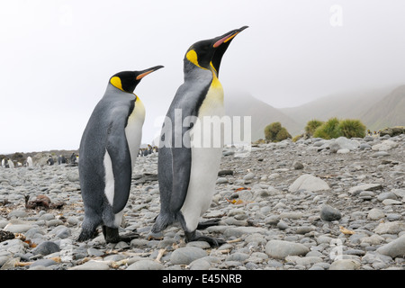 Two King Penguins (Aptenodytes patagonicus) walking behind aech other on a pebble beach, close-up in the Sub Antarctic waters, M