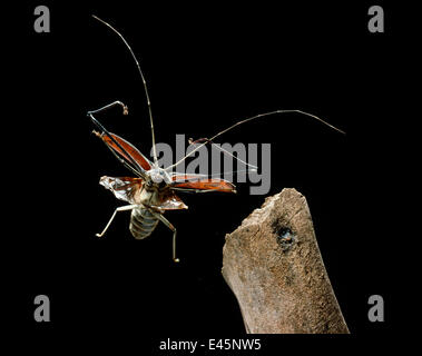 Harlequin beetle  (Acrocinus longimanus) in flight, Venezuela, South America. Stock Photo