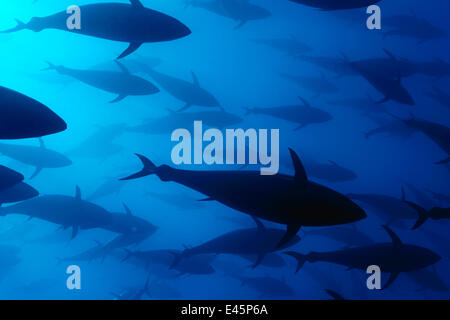 Atlantic bluefin tuna (Thunnus thynnus) shoal, captive, Malta, Mediteranean, May 2009 WWE  BOOK & OUTDOOR EXHIBITION. NOT AVAILABLE FOR GREETING CARDS OR CALENDARS PRESS IMAGE. Stock Photo