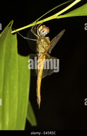 Dragonfly resting at night on twig, Neyyar Wildlife Sanctuary, Kerala Stock Photo