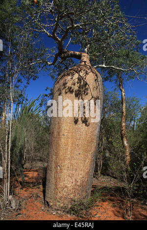 Baobab tree (Adansonia rubrostipa) and Sogno (Didierea madagascariensis) in spiny forest, Reniala Reserve, Madagascar Stock Photo