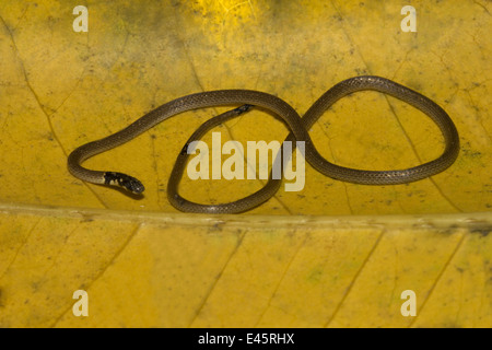 Slender Coral Snake, Calliophis melanurus, Rare, Aarey Milk Colony, Mumbai, INDIA. Stock Photo