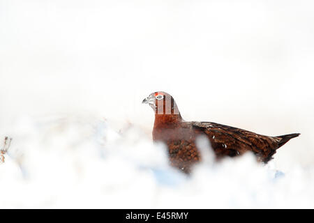 Red grouse (Lagopus lagopus scoticus) male standing on snow covered moorland, Peak district, England, UK. January. Stock Photo