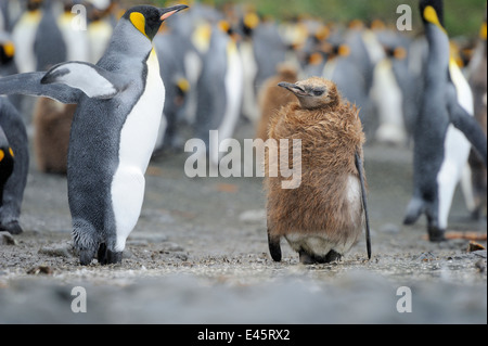 Juvenile King Penguin (Aptenodytes patagonicus) standing in the colony on the beach of Macquarie Island, sub Antarctic waters.