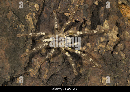 INDIAN ORNAMENTAL TARANTULA, Poecilotheria regalis, RARE, Matheran, Raighad district, Maharashtra Stock Photo