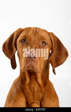 Magyar Vizsla / Hungarian Pointer, head portrait of smooth coated, tan coloured male, sitting. Stock Photo
