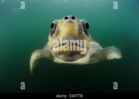 Female Olive ridley sea turtle (Lepidochelys olivacea) swimming from the open ocean towards the beach of Ostional, Costa Rica, Pacific Ocean to gather for an arribada (mass nesting event). November Stock Photo