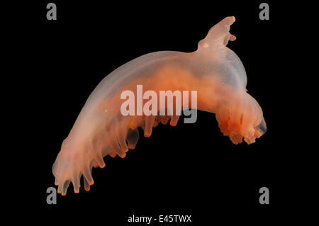 Deepsea Sea cucumber (Amperima sp) from mid Atlantic ridge, 2500m ...