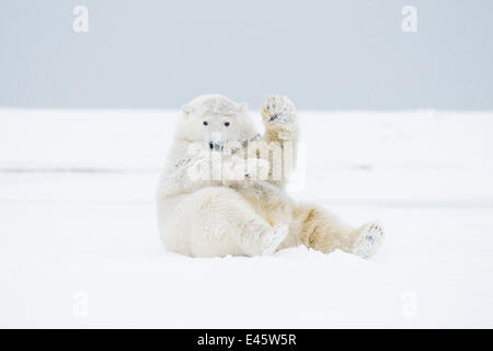 Polar bear (Ursus maritimus) young male playing / rolling around in the snow along a barrier island during autumn freeze up, Bernard Spit, 1002 area of the Arctic National Wildlife Refuge, Alaska Stock Photo