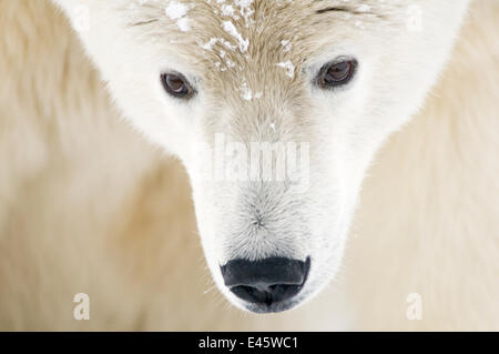 Polar bear (Ursus maritimus) head close-up portrait of an adult male, with snowflakes on fur, Barter Island, 1002 area of the Arctic National Wildlife Refuge, Alaska Stock Photo