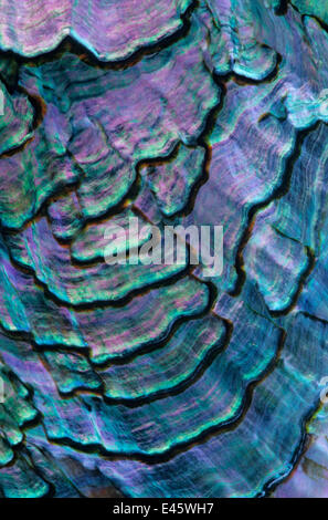 Pink Abalone 5 inch + Haliotis Corrugata - Mexico main image 1