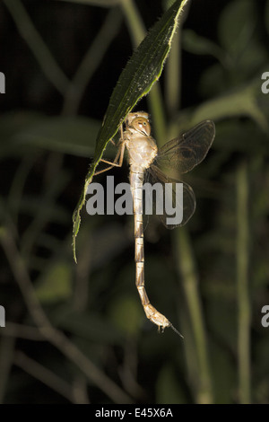 Dragonfly resting at night on twig, Aarey Milk Colony, Mumbai, India. Stock Photo