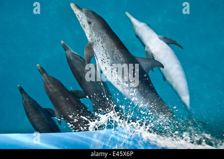 A pod of Atlantic spotted dolphins (Stenella frontalis) riding on the bow wave of a boat. Sandy Ridge, Little Bahama Bank. Bahamas Stock Photo