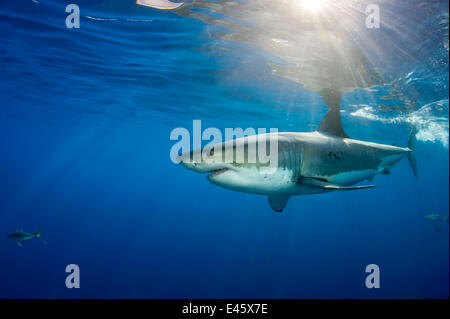 Male Great white shark (Carcharodon carcharias) with sunrays, Guadalupe Island, Mexico, Pacific Ocean. Stock Photo