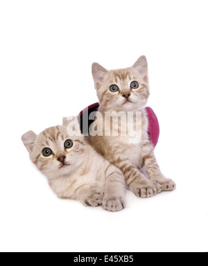 Two kittens inside red gift box together isolated on white background Stock Photo