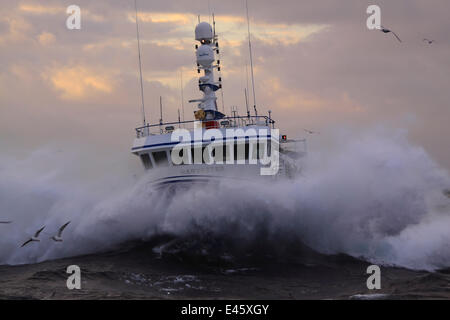 Fishing vessel 'Harvester' on a stormy North Sea. Europe, November 2010. Property released. Stock Photo