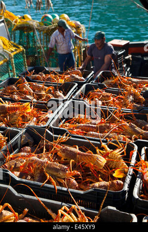 Catch of lobsters being unloaded in the fishing village of Kalk Bay ...