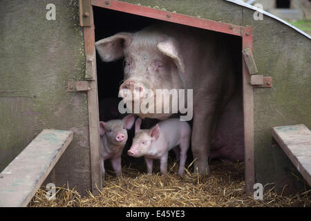 Domestic pig, hybrid large white sow and piglets in sty, UK, September 2010 Stock Photo