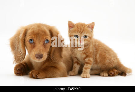 Cream Dapple Miniature Long-haired Dachshund puppy with British shorthair red tabby Kitten. Stock Photo