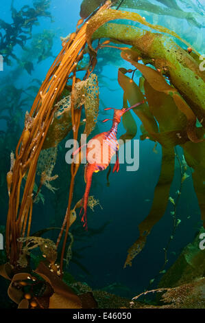 A Weedy Seadragon (Phyllopteryx taeniolatus) amongst Giant Kelp (Macrocystis pyrifera). Fortescue Bay, Tasmania, Australia, March. Stock Photo