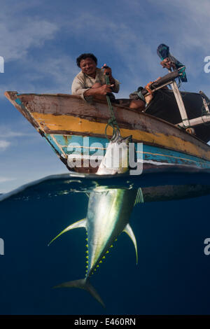 Outrigger boats catch Yellowfin tuna fishing with hook and line. Catching a Yellowfin tuna, these fishermen fish near a fish attracting device (FAD) or rumpon, attached to a raft or rakit some 100 km from Gorontalo. Some men had been living on their boat Stock Photo