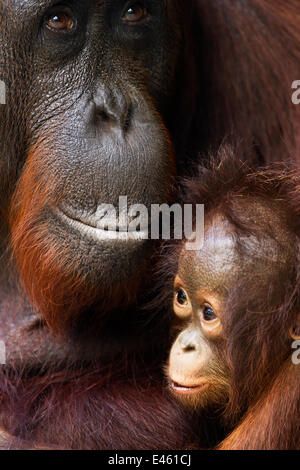 Bornean Orangutan (Pongo pygmaeus wurmbii) female 'Yuni' and her baby aged 3-6 months - portrait. Camp Leakey, Tanjung Puting National Park, Central Kalimantan, Borneo, Indonesia. July 2010. Rehabilitated and released (or descended from) between 1971 and Stock Photo