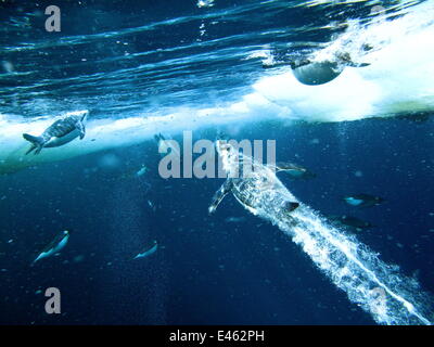 Emperor penguins (Aptenodytes forsteri) males dive through openings in the sea ice to take their first swim in over 4 months as they have spent the bleak winter incubating their eggs. Cape Washington, Ross Sea, Antarctica.  Taken on location for BBC Froze Stock Photo