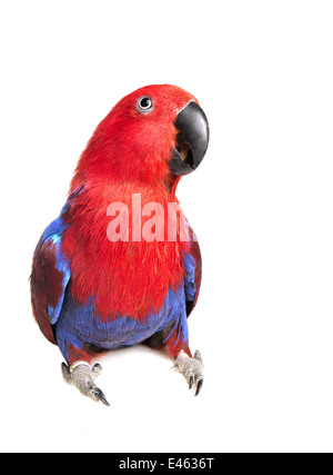 Eclectus Parrot looking forward with mouth partially open isolated on white background Stock Photo