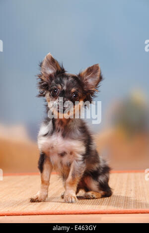 Longhaired Blue Merle Chihuahua Puppy 17 Weeks Stock Photo