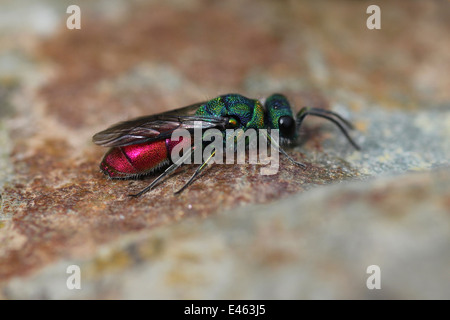Ruby-tailed Wasp Chrysis ignita Stock Photo