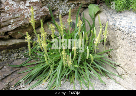 Sea Plantain Plantago maritima Stock Photo