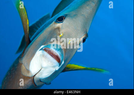 Grey angelfish (Pomacanthus arcuatus) portrait, Georgetown, Grand Cayman, Cayman Islands, British West Indies, Caribbean Sea. Stock Photo