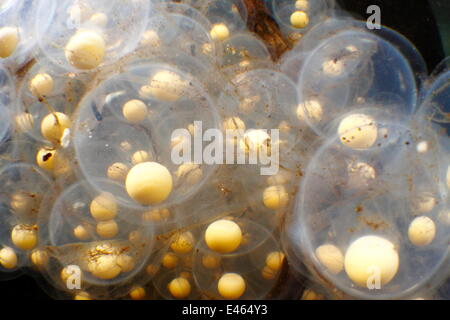 Japanese giant salamander (Andrias japonicus) eggs, Japan, September Stock Photo