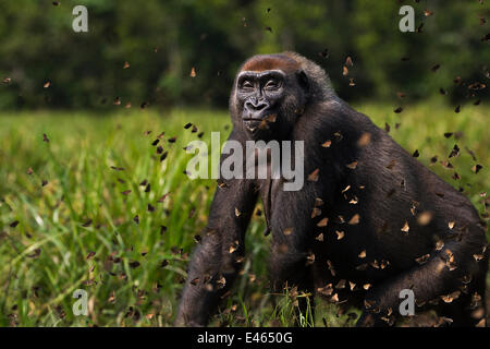 Western lowland gorilla (Gorilla gorilla gorilla) female 'Malui' walking through a cloud of butterflies she has disturbed in Bai Hokou, Dzanga Sangha Special Dense Forest Reserve, Central African Republic. December 2011. Stock Photo