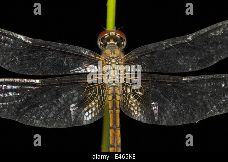 Dragonfly resting at night on twig, Neyyar Wildlife Sanctuary, Kerala Stock Photo