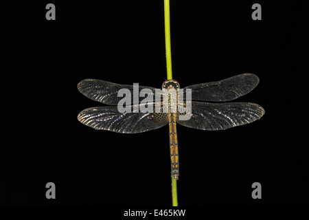 Dragonfly resting at night on twig, Neyyar Wildlife Sanctuary, Kerala Stock Photo