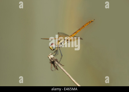 Dragonfly resting at night on twig, Neyyar Wildlife Sanctuary, Kerala Stock Photo