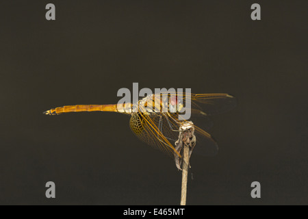 Dragonfly resting at night on twig, Neyyar Wildlife Sanctuary, Kerala Stock Photo