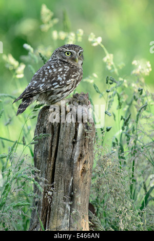 Little owl on a pole with his prey, a mouse Stock Photo