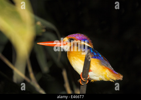 Oriental dwarf kingfisher, Ceyx erithaca, Rare, Thenmala, Kerala Stock Photo