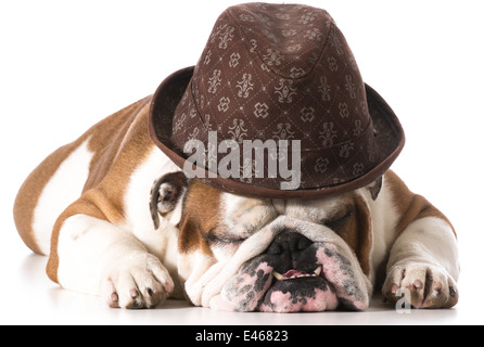 dog wearing fedora isolated on white background - english bulldog Stock Photo