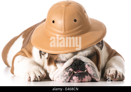 dog wearing safari hat isolated on white background - english bulldog Stock Photo