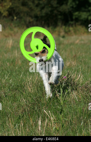 playing Parson Russell Terrier Stock Photo