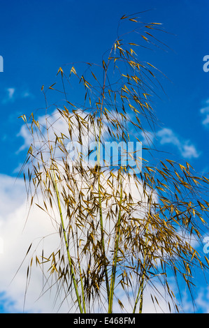 Stipa Gigantea Giant Feather Grass Golden Oats. Evergreen sunny sky. Stock Photo